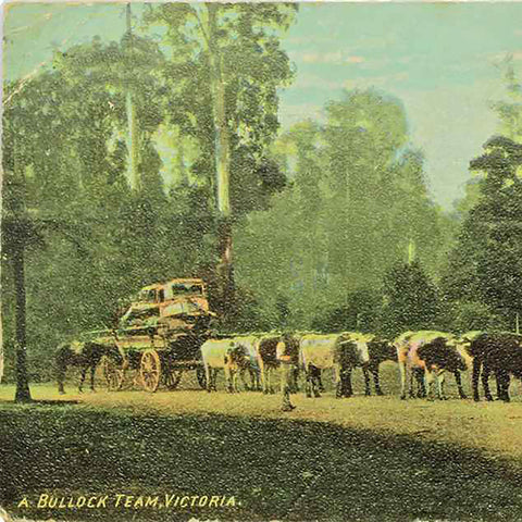 1900s Australia Melbourne Bullock Team Postcard with Victoria One Penny Red Stamp