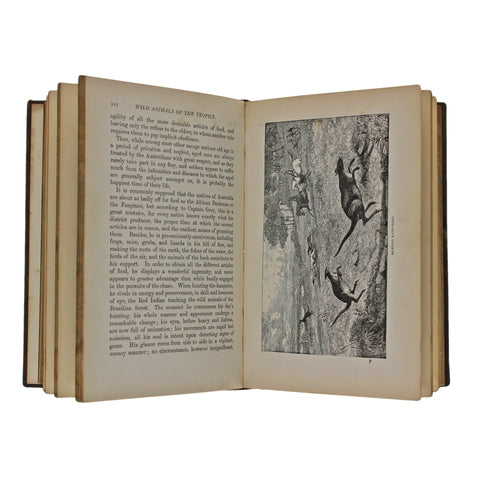 1893 Antique Book Wild Animals Of The Tropics Dr G Hartwig