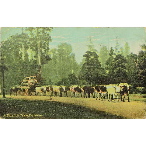 1900s Australia Melbourne Bullock Team Postcard with Victoria One Penny Red Stamp