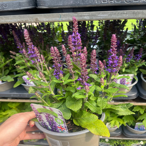 Salvia nemorosa Sensation Blue 9cm/1,5L