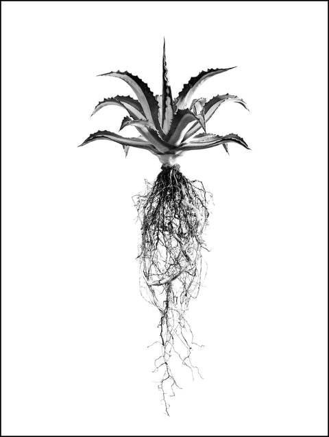 David Ballam - Aloe 08