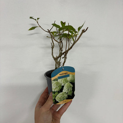 Rispenhortensie 'Little Spooky' 9 cm / 5 l