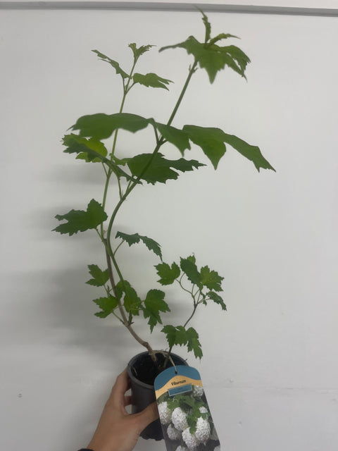 Viburnum opulus 'Roseum' (Schneeball) 9cm / 2L / 5L