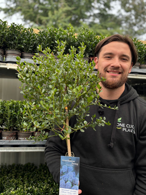 Ceanothus-Terrassenbaum 110-120 cm (Kalifornischer Flieder)