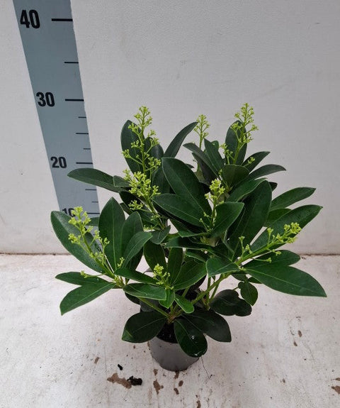 Skimmia japonica 'Finchy' 10,5 cm / 2 l / 5 l