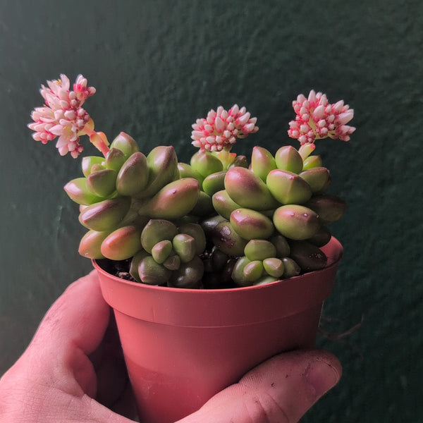 Sedum lucidum 'Obesum' 'Giant Jelly Bean'