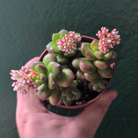 Sedum lucidum 'Obesum' 'Giant Jelly Bean'
