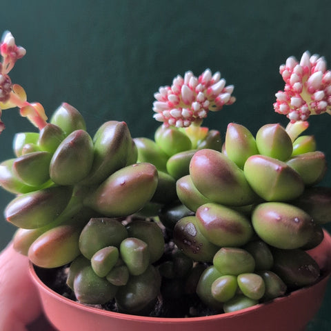 Sedum lucidum 'Obesum' 'Giant Jelly Bean'