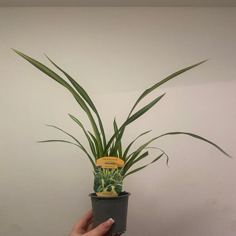 Phormium 'Yellow Wave' 9cm / 5L