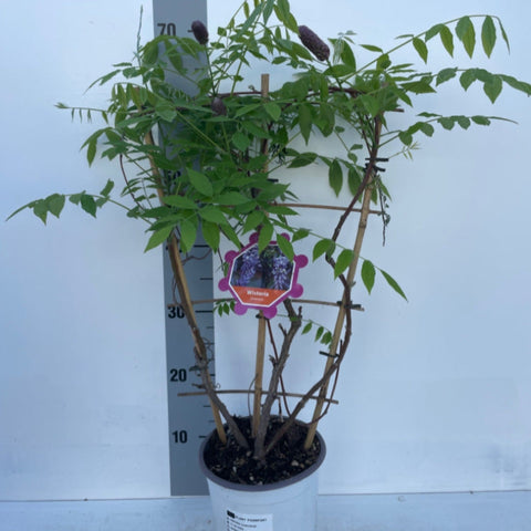 Wisteria sinensis on Frame 'Amethyst Falls' | Will Flower This Summer