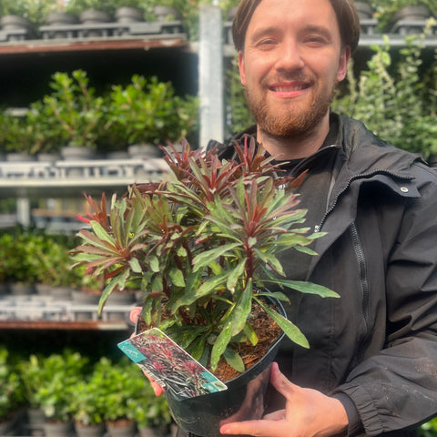 Euphorbia 'Miners Merlot' 9cm/2L