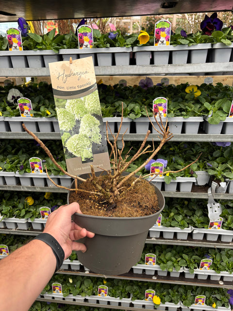 Rispenhortensie 'Little Spooky' 9 cm / 5 l