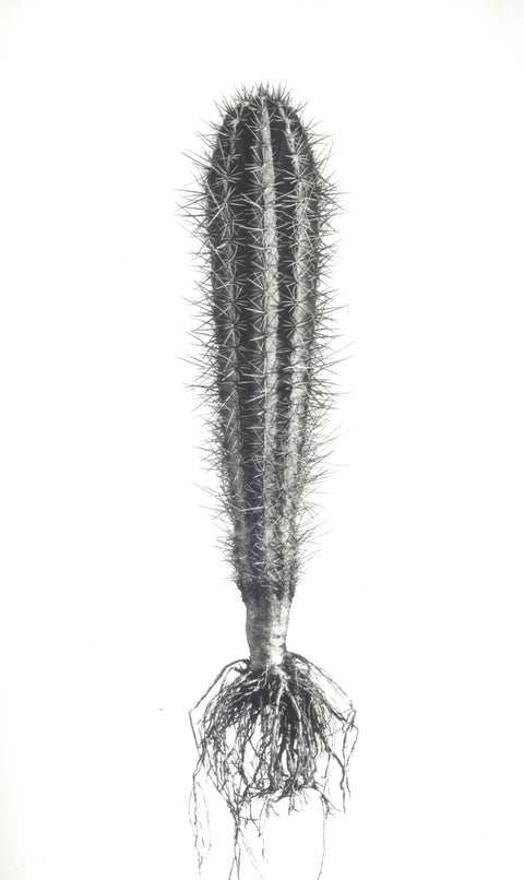 David Ballam - Aloe 16