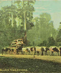 1900s Australia Melbourne Bullock Team Postcard with Victoria One Penny Red Stamp