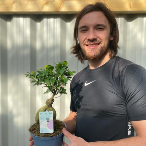 Ficus Ginseng 35-45cm