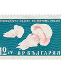 1961 12 Bulgarian stotinka Bulgaria Stamp Barrel Jellyfish (Rhizostoma pulmo) Marine Fauna