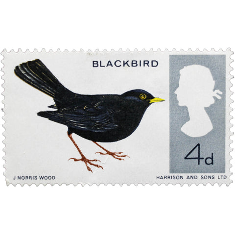1966 Stamp United Kingdom 4 d - British Penny Elizabeth II Common Blackbird (Turdus merula) - Phosphor