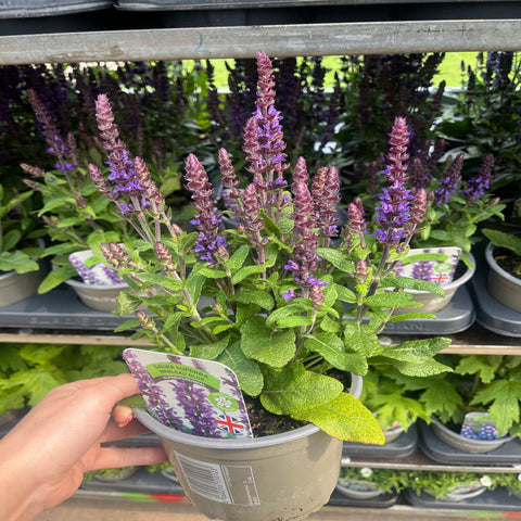 Salvia nemorosa Sensation Blue 9cm/1,5L