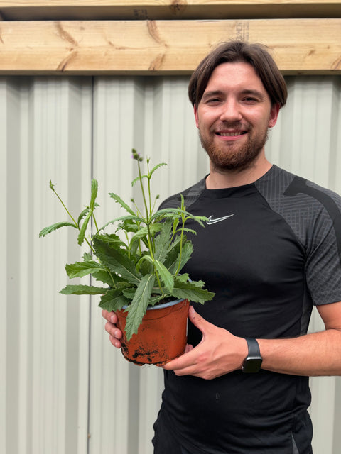 Verveine 'Rigida' 9 cm / 1,5 L / 2 L