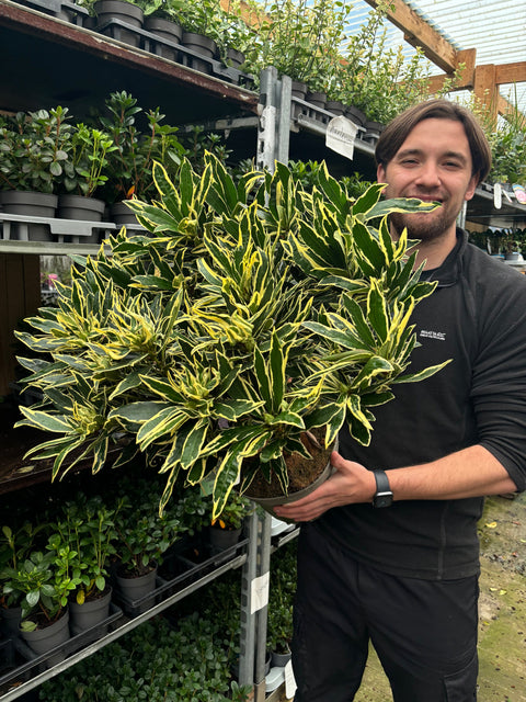 Rhododendron ponticum 'Variegata' 5L 