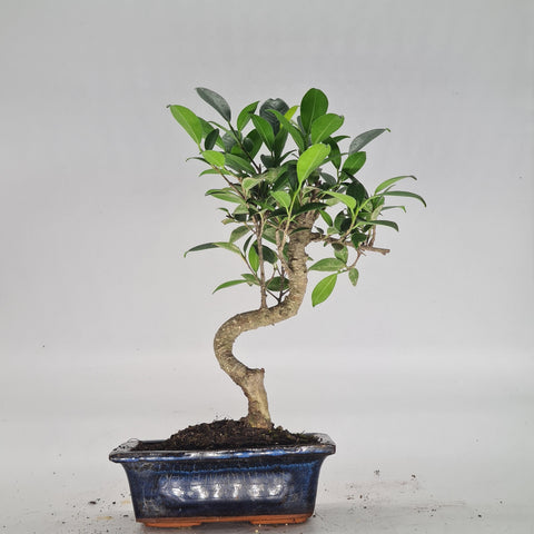 Ficus Microcarpa (Banyan Fig) Indoor Bonsai Tree | Shaped | In 15cm Pot