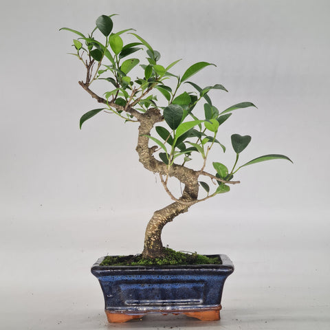 Ficus Microcarpa (Banyan Fig) Indoor Bonsai Tree | Shaped | In 15cm Pot