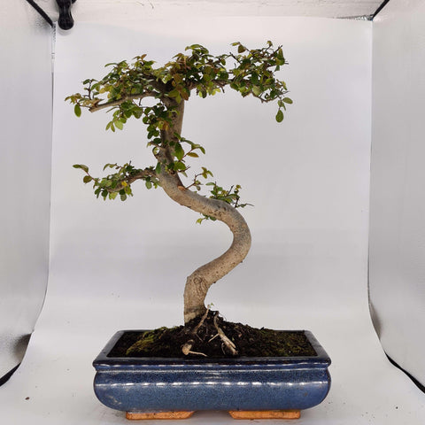 Chinese Elm (Ulmus Parvifolia) Bonsai Tree | Shaped | In 30cm Pot