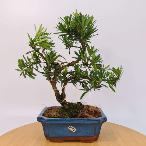 Buddhist Pine (Podocarpus Micro) Bonsai Tree | Shaped | In 20cm Pot
