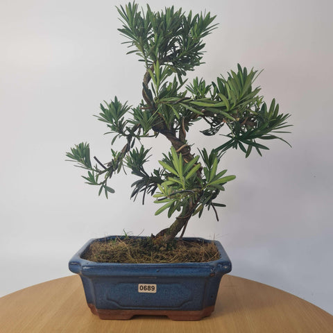 Buddhist Pine (Podocarpus Micro) Bonsai Tree | Shaped | In 20cm Pot