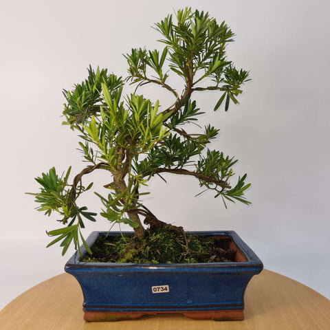Buddhist Pine (Podocarpus Micro) Bonsai Tree | Shaped | In 30cm Pot
