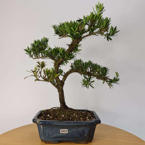 Buddhist Pine (Podocarpus Micro) Bonsai Tree | Shaped | In 20cm Pot