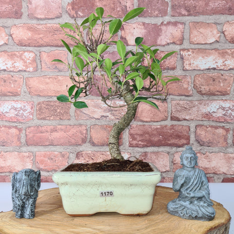 Ficus Microcarpa (Banyan Fig) Indoor Bonsai Tree | Shaped | In 15cm Pot