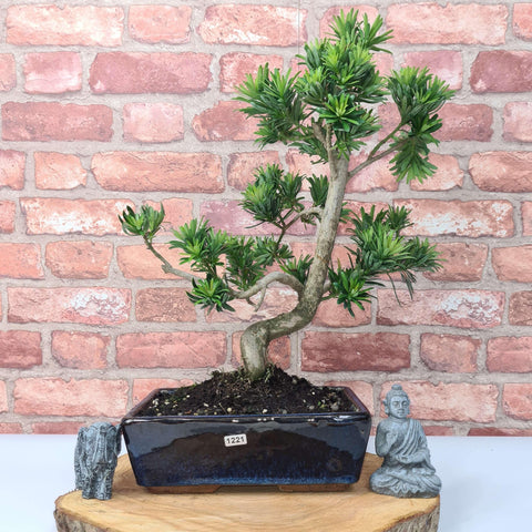 Buddhist Pine (Podocarpus Micro) Bonsai Tree | Shaped | In 30cm Pot