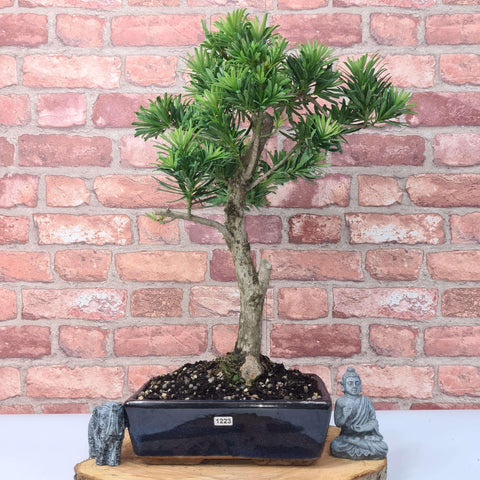 Buddhist Pine (Podocarpus Micro) Bonsai Tree | Shaped | In 30cm Pot