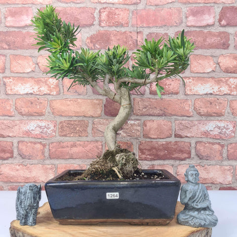 Buddhist Pine (Podocarpus Micro) Bonsai Tree | Shaped | In 25cm Pot