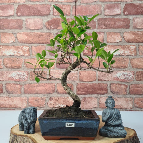 Ficus Microcarpa (Banyan Fig) Indoor Bonsai Tree | Shaped | In 15cm Pot