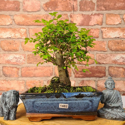 Chinese Elm (Ulmus Parvifolia) Bonsai Tree | Broom | In 20cm Pot
