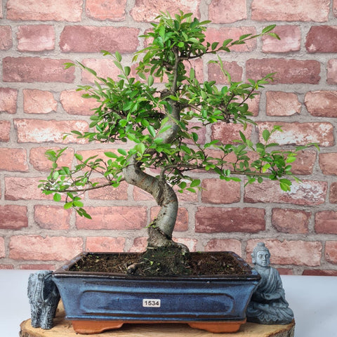 Chinese Elm (Ulmus Parvifolia) Bonsai Tree | Shaped | In 25cm Pot