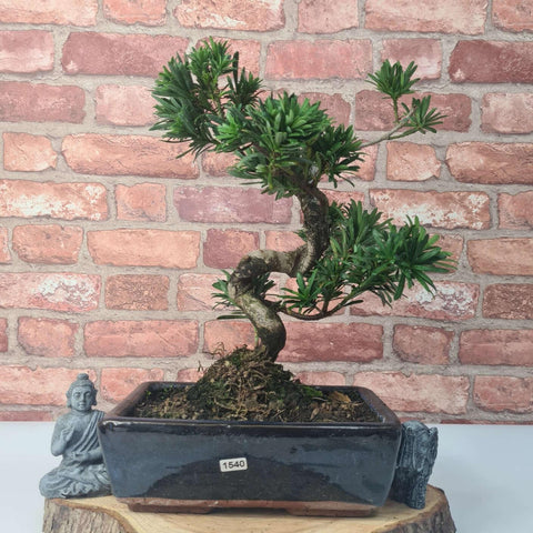 Buddhist Pine (Podocarpus Micro) Bonsai Tree | Shaped | In 25cm Pot