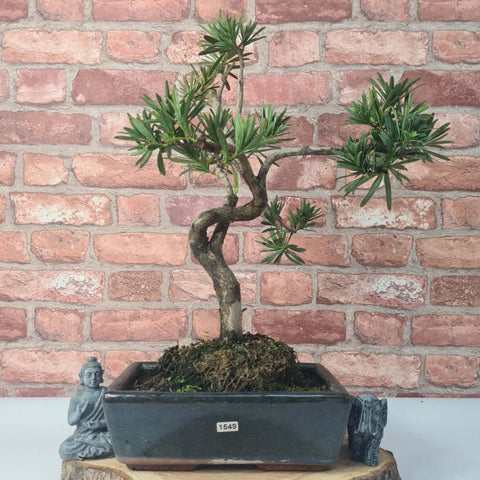 Buddhist Pine (Podocarpus Micro) Bonsai Tree | Shaped | In 30cm Pot