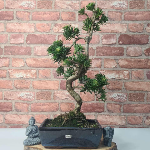 Buddhist Pine (Podocarpus Micro) Bonsai Tree | Shaped | In 25cm Pot