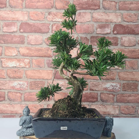Buddhist Pine (Podocarpus Micro) Bonsai Tree | Shaped | In 30cm Pot