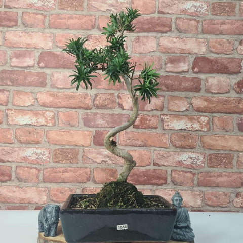 Buddhist Pine (Podocarpus Micro) Bonsai Tree | Shaped | In 30cm Pot