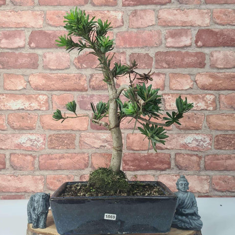 Buddhist Pine (Podocarpus Micro) Bonsai Tree | Shaped | In 30cm Pot
