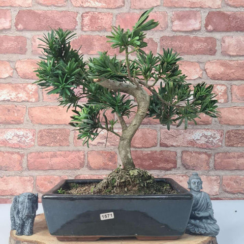 Buddhist Pine (Podocarpus Micro) Bonsai Tree | Shaped | In 25cm Pot