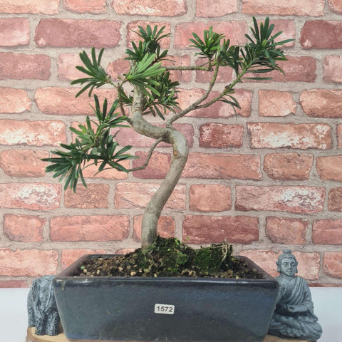 Buddhist Pine (Podocarpus Micro) Bonsai Tree | Shaped | In 30cm Pot