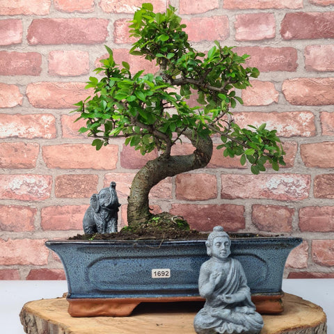Chinese Elm (Ulmus Parvifolia) Bonsai Tree | Shaped | In 30cm Pot