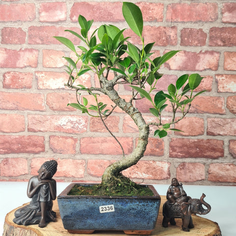Ficus Microcarpa (Banyan Fig) Indoor Bonsai Tree | Shaped | In 15cm Pot