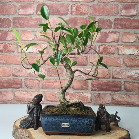 Ficus Microcarpa (Banyan Fig) Indoor Bonsai Tree | Shaped | In 15cm Pot