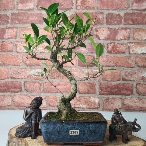 Ficus Microcarpa (Banyan Fig) Indoor Bonsai Tree | Shaped | In 15cm Pot